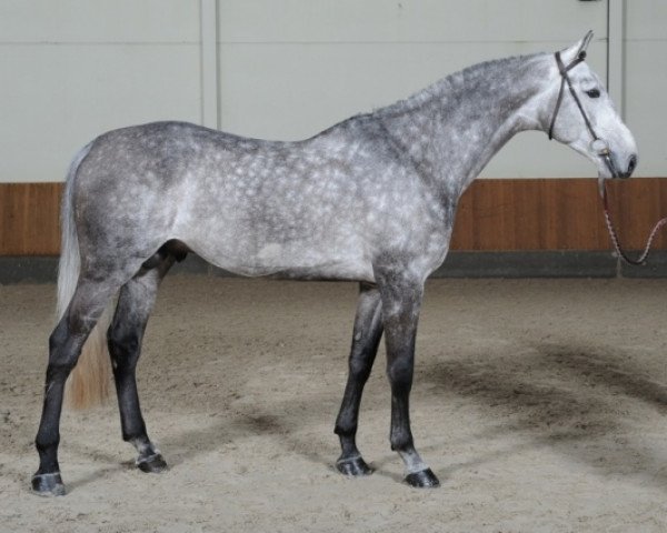 stallion Quincerot van T L (Holsteiner, 2005, from Quite Capitol)