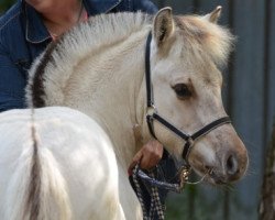 Pferd Fuchsmoors Dýri (Fjordpferd, 2019, von Da Vinci)