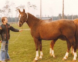 broodmare Wanda Z (Hanoverian, 1970, from Wolfsburg)