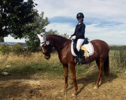 dressage horse Maja (Württemberger, 2010)