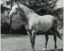 Pferd Jagtsport (Alt-Oldenburger / Ostfriesen,  , von Jason ox)