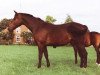 broodmare Goudhaantje (KWPN (Royal Dutch Sporthorse), 1988, from Zandigo)