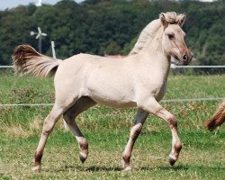 broodmare Sinja (Fjord Horse, 2019, from Reidar van den Bosdries)