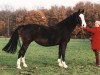 broodmare Adelheid (KWPN (Royal Dutch Sporthorse), 1982, from Farn)
