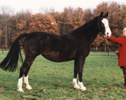 broodmare Adelheid (KWPN (Royal Dutch Sporthorse), 1982, from Farn)