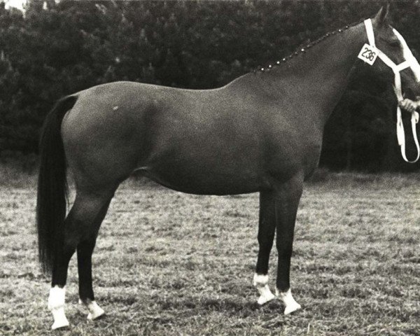 Zuchtstute Raskina (KWPN (Niederländisches Warmblut), 1975, von Komeet)