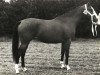 broodmare Raskina (KWPN (Royal Dutch Sporthorse), 1975, from Komeet)