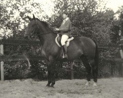 Zuchtstute Saskina (KWPN (Niederländisches Warmblut), 1976, von Komeet)