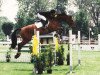 broodmare Gracina (KWPN (Royal Dutch Sporthorse), 1988, from Jasper)
