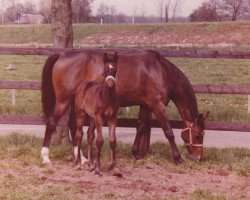 broodmare Jolet (KWPN (Royal Dutch Sporthorse), 1968, from Talisman xx)