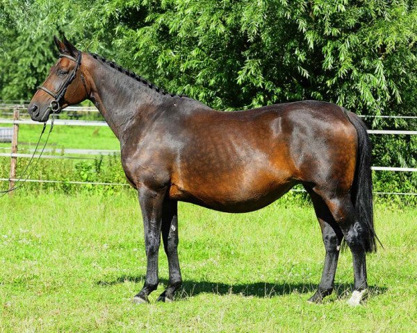 broodmare Ramona Adelheid Z (Zangersheide riding horse, 2000, from Robin II Z)