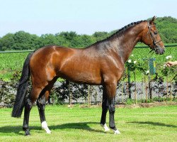 jumper Condor Adelheid Z (Zangersheide riding horse, 2008, from Chardonnay Z)