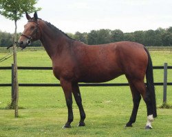 broodmare Ascona Adelheid (Rhinelander, 1995, from Argentinus)