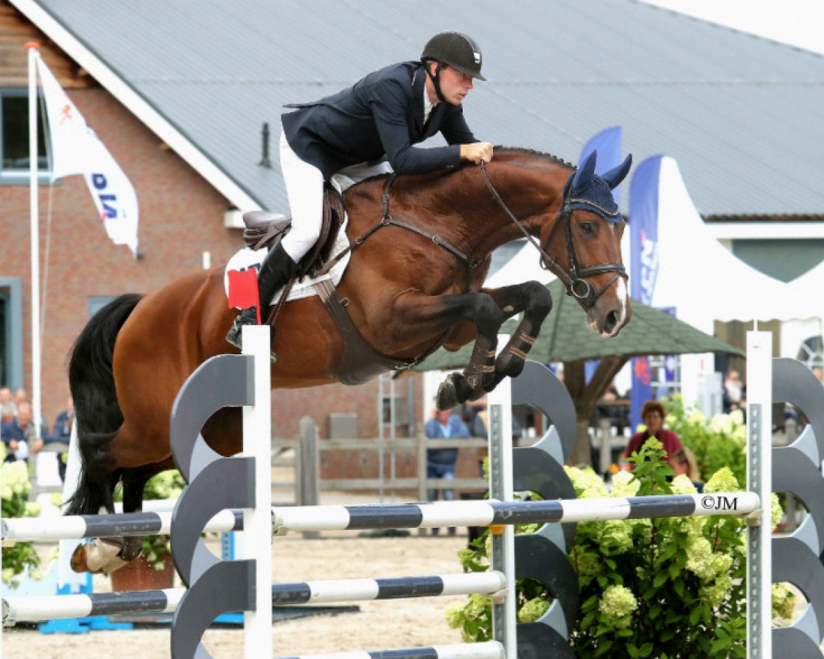 Deckhengst Heineken Vk VDL (KWPN (Niederländisches Warmblut), 2012, von Zirocco Blue)