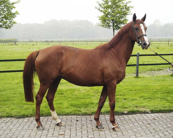 broodmare Zenja Adelheid (Rhinelander, 2002, from Zandor Z)