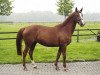 broodmare Zenja Adelheid (Rhinelander, 2002, from Zandor Z)