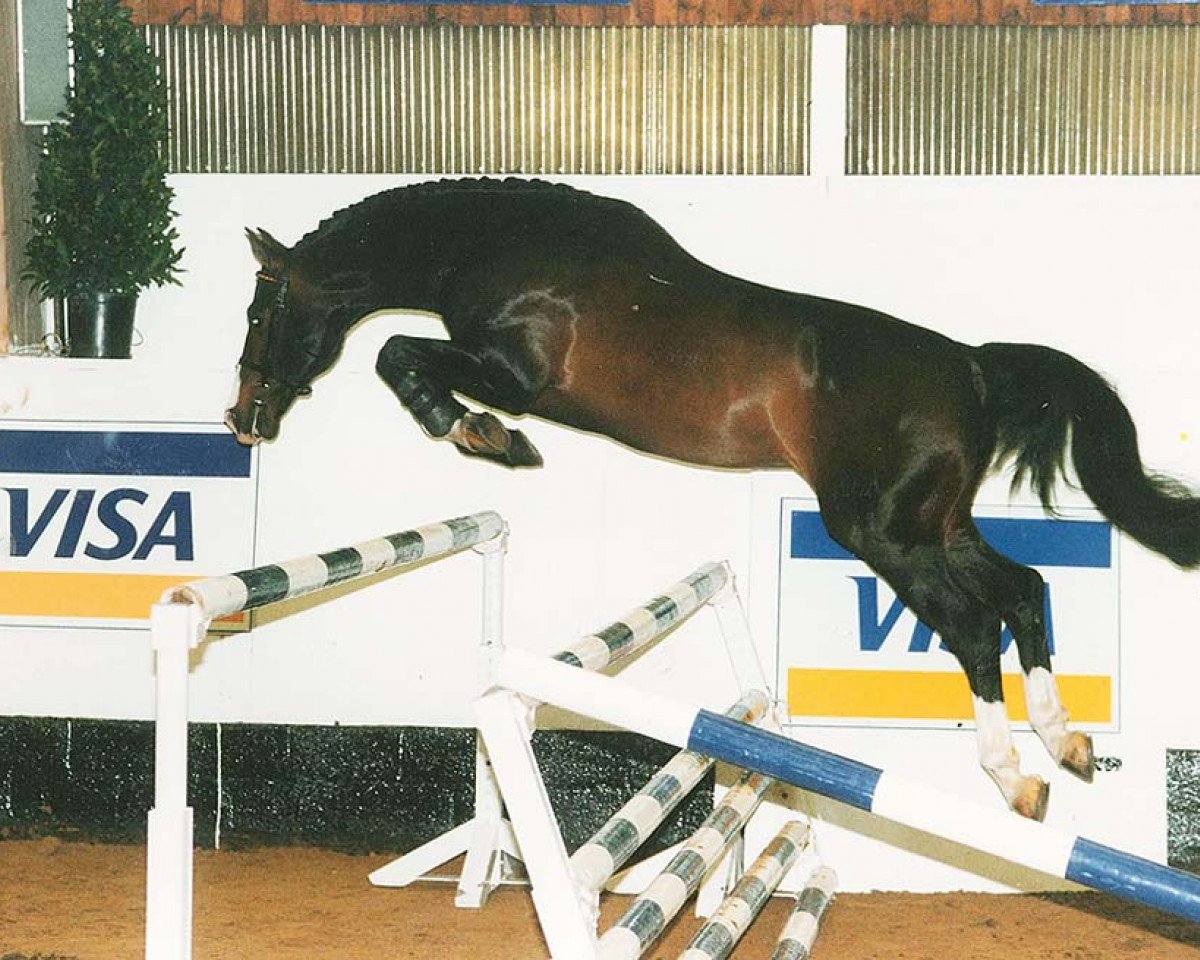 Deckhengst Rival Z (Hannoveraner, 1983, von Ramiro Z)