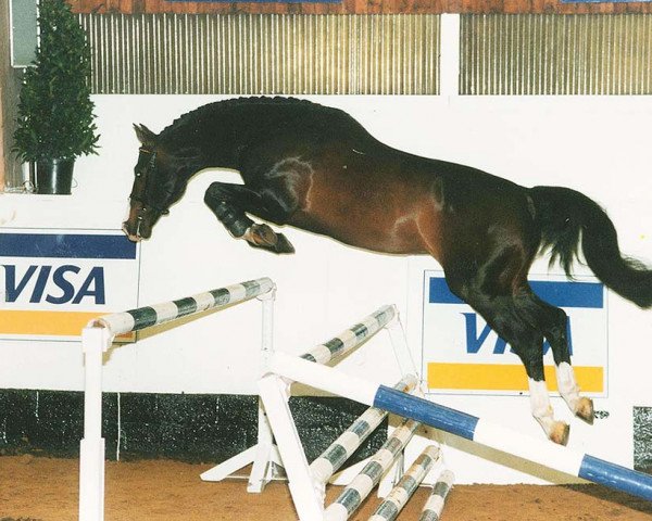 stallion Rival Z (Hanoverian, 1983, from Ramiro Z)