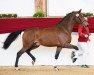 Deckhengst Hickstead Gold (Deutsches Sportpferd, 2017, von Hickstead White)