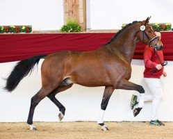 stallion Hickstead Gold (German Sport Horse, 2017, from Hickstead White)