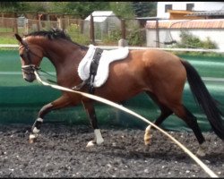 dressage horse Ma Fleur (German Sport Horse, 2016, from Fred Astaire)