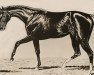 stallion Spendthrift xx (Thoroughbred, 1876, from Australian xx)