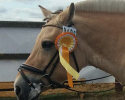 dressage horse Melina 70 (Fjord Horse, 2002, from Tambo)