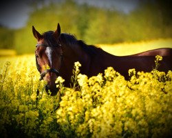 horse Principal vom Forsthof (Deutsches Reitpony, 2008, from FS Pearcy Pearson)