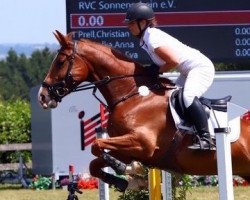 jumper Isarona (KWPN (Royal Dutch Sporthorse), 2013, from Blend)