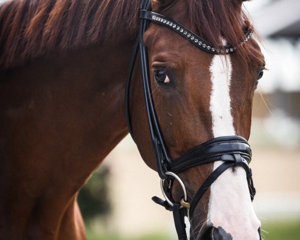 dressage horse Floriccino K (Hanoverian, 2015, from Fuechtels Floriscount OLD)