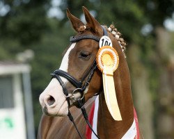 broodmare Cascana (Westphalian, 2012, from Capri Moon)