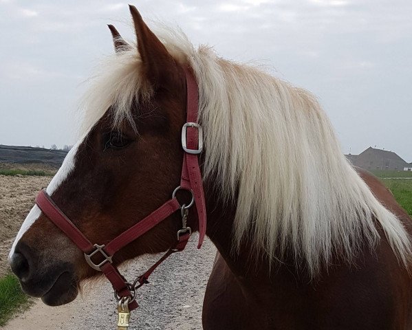 broodmare Elli (Black Forest Horse, 2008, from Modus)