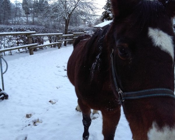 Zuchtstute Tessa (Westfale,  , von Top-Star)