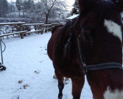 broodmare Tessa (Westphalian,  , from Top-Star)