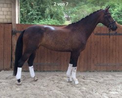 dressage horse My Lady (German Sport Horse, 2012, from E.H. Millennium)