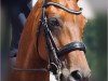 dressage horse First Choice 24 (Hanoverian, 2010, from Fürst Nymphenburg)