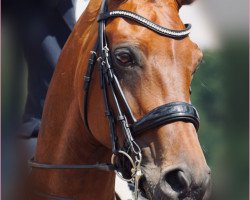 dressage horse First Choice 24 (Hanoverian, 2010, from Fürst Nymphenburg)