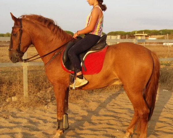 Pferd NOÑO (Andalusier, 2008)