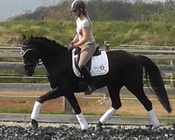 dressage horse Rubina S 6 (Hanoverian, 2013, from Rubin Royal OLD)