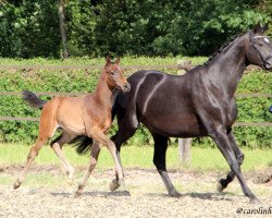 Pferd Simeon (Trakehner, 2019, von Touch my Heart)