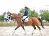 dressage horse Dundee Crusador (Oldenburg, 2007, from Don Laurie 143 FIN)