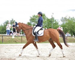 dressage horse Dundee Crusador (Oldenburg, 2007, from Don Laurie 143 FIN)