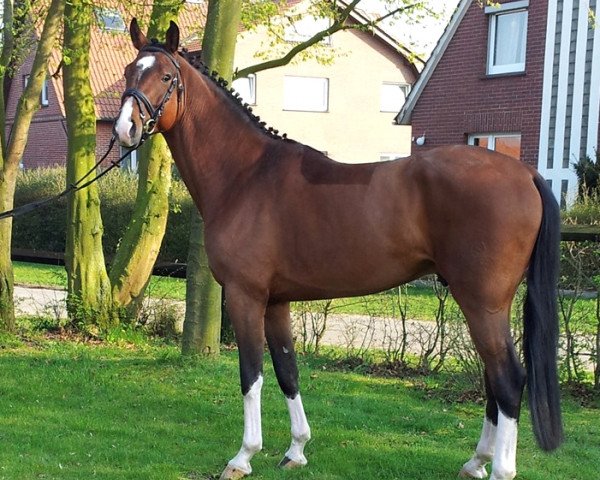 stallion Cafe's deluxe (Oldenburg show jumper, 2010, from Cafe au lait 2)