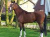 stallion Cafe's deluxe (Oldenburg show jumper, 2010, from Cafe au lait 2)