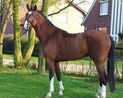 stallion Cafe's deluxe (Oldenburg show jumper, 2010, from Cafe au lait 2)