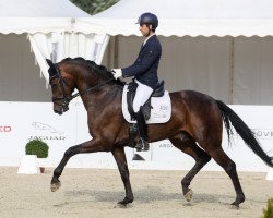 dressage horse Federer NRW (Westphalian, 2014, from Franziskus FRH)