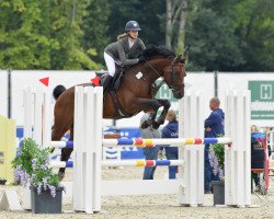 jumper Sandoso 2 (Oldenburg show jumper, 2008, from Sandro Boy)