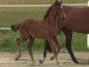 broodmare Quasi Margo (Holsteiner, 2019, from Qlassic Bois Margot)