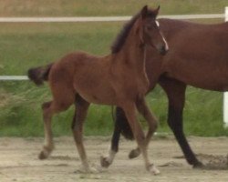 broodmare Quasi Margo (Holsteiner, 2019, from Qlassic Bois Margot)