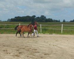 Springpferd Stute von Amber / Quintero (Holsteiner, 2019, von Amber 119)